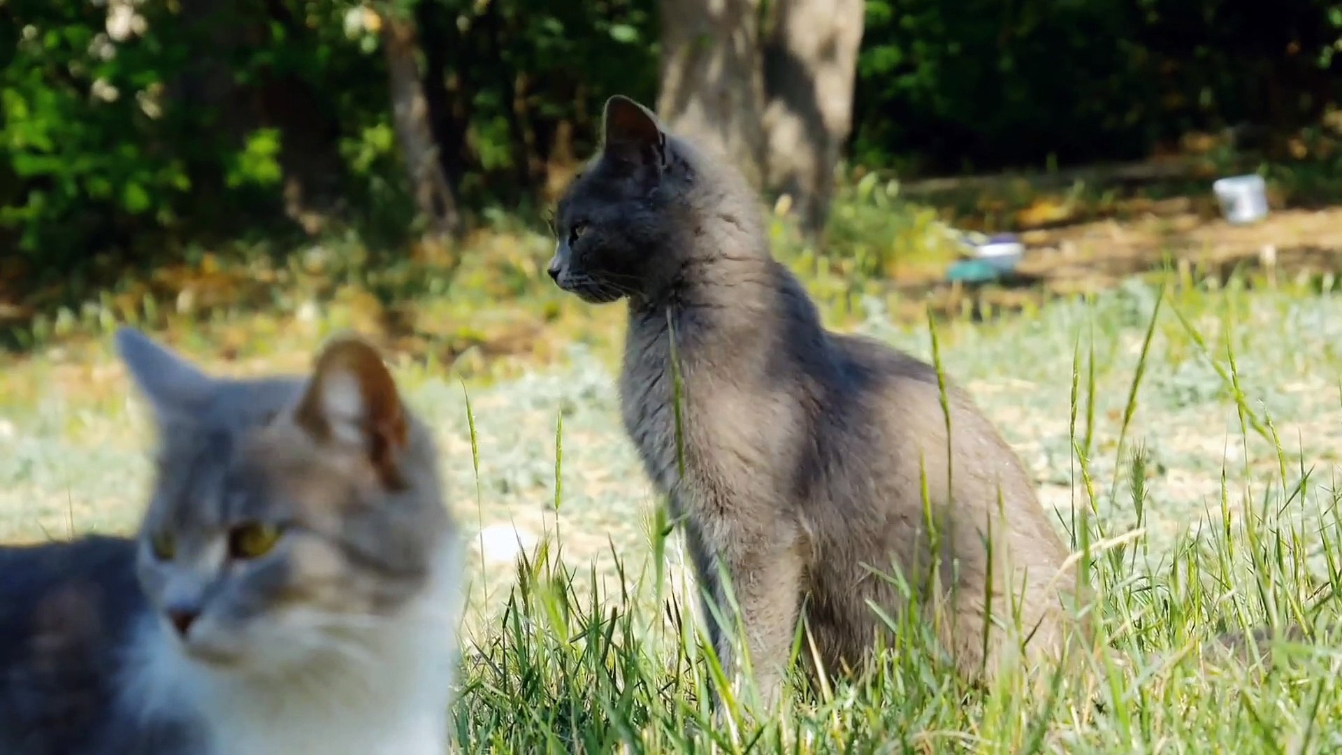 ⁣Cats fighting | Cats and dogs |  cats Playing