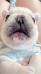 Funny Animals Videos 2023 - Cute Baby Animals Videos Compilation