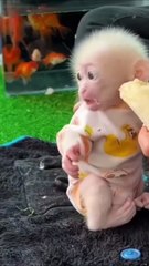 Funny Animals Videos 2023 - Cute Baby Animals Videos Compilation
