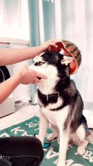 Who has seen such a dog safety helmet?