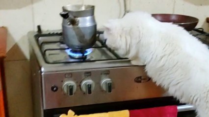 Cat plays with fire (literally) to see how far her curiosity can take her