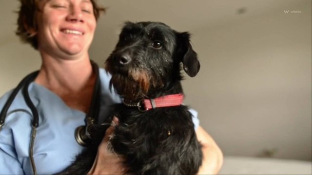 Study Finds Petting a Dog Boosts Brain Activity (National Pet Day)