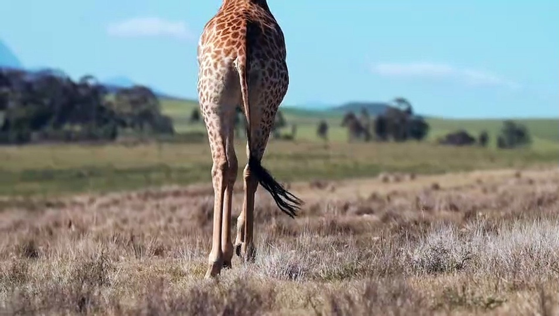 ⁣Giraffe Running