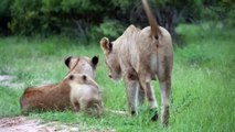 Lions cute Cubs 4-K
