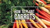 Special Method Of Planting Carrots to Bear Fruit On Banana Trees,farming info