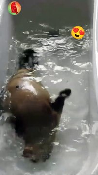 Sea Lion enjoying bath