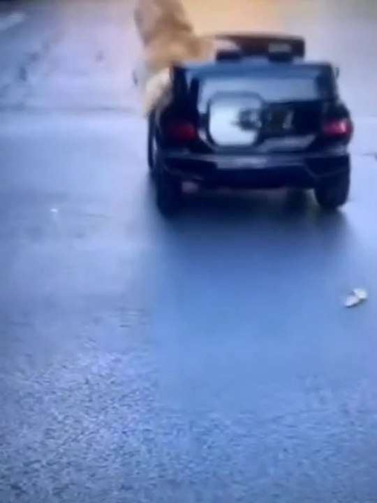 Cute cat | cute kitten | cute cat driving car | Trending