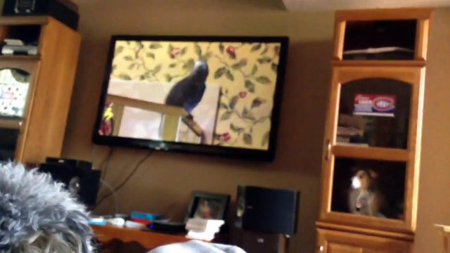 Einstein the Talking Parrot FUNNY DOG REACTION