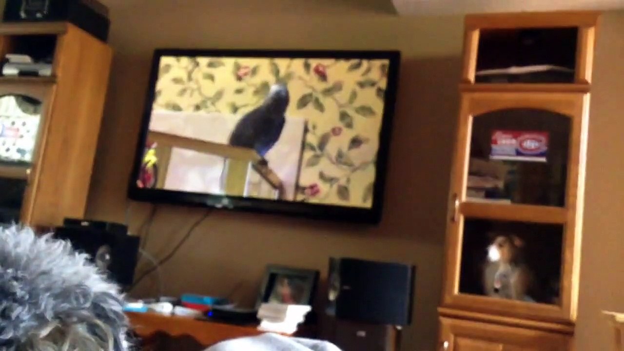Einstein the Talking Parrot FUNNY DOG REACTION