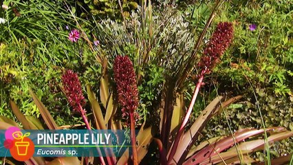 Gardening Australia - Series 34 Easter Special