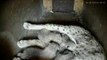 Cinco cachorros de lince ibérico nacen en Doñana