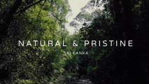 Asian Eco Rain Forest  - Sinharaja Sri Lanka