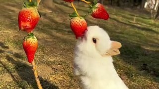 Cute Rabbit 