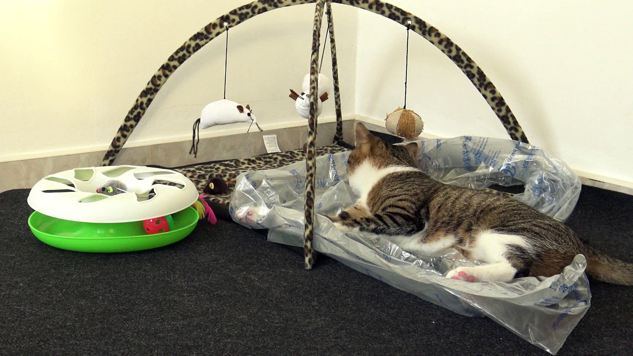 Cat is a Hunter