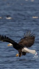 Majestic Eagles & Hawks in Action 🦅 | Stunning Nature Footage