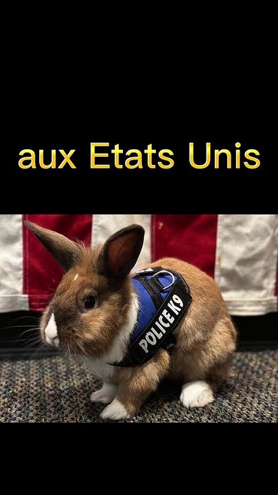 Un lapin policer