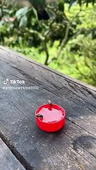 Beauty of nature | thirsty | animals