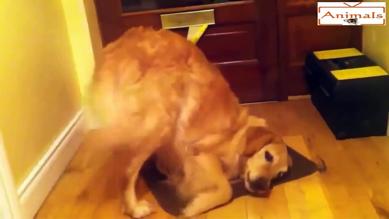 Animal Videos - Dogs Eat Lemons So Funny - Cute Animals - Funny Animals Videos 2015