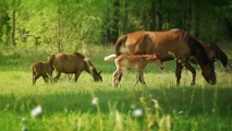 Watch Cute Wild Foal With 