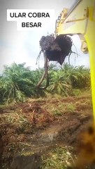 Ular cobra sebesar itu....