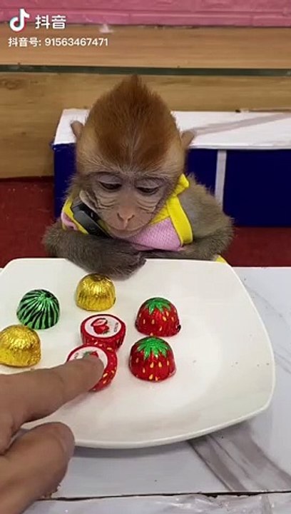 Monkey fun