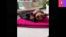 Funny animal | cut cate | Funny cate