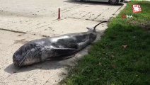Mersin'de dev yunus balığı ölü olarak karaya vurdu