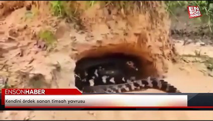 Kendini ördek sanan timsah yavrusu