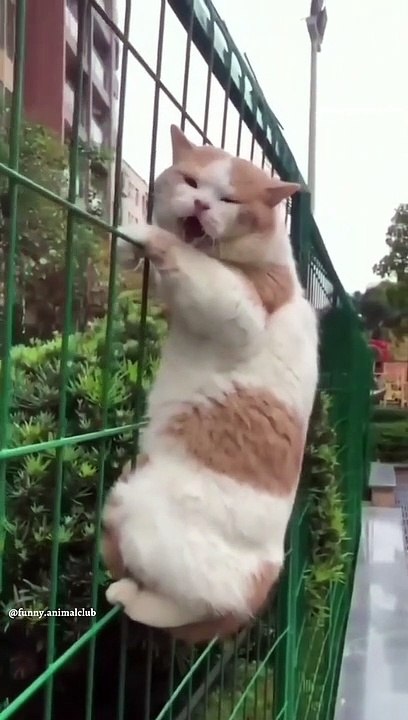 Funny animals