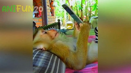 best funniest animal videos 2023 _ funny cat and dog videos