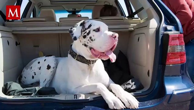 Perrita gran danesa da a luz más de 20 cachorros; tardó más de un día