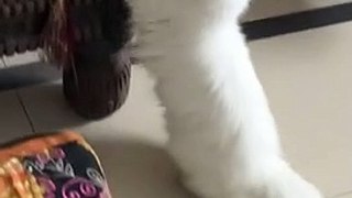 Funny Persian Cat