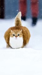 Funny cat videos | cute cats | Try not to laugh | Cat videos Compilation 2023