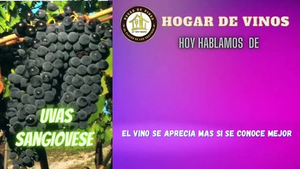Todo sobre la uva y los vinos Sangiovese