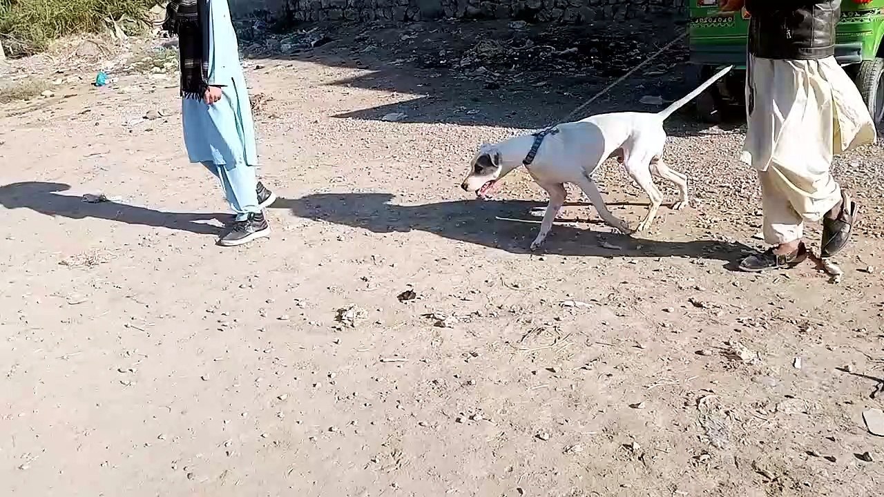 big gltair dog