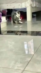 Mummy cat love baby cats lovely moments