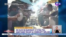 350 kilos ng barongoy o flying fish, sabay-sabay inihaw sa community grilling | BT