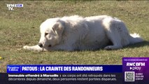 Les patous, ces chiens d'éleveurs des Pyrénées, peuvent être source de tensions avec les randonneurs