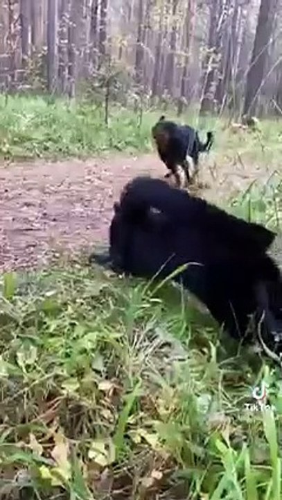 Animal FriendShip