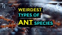 Different types of Ant species I Weirdest types of Ants
