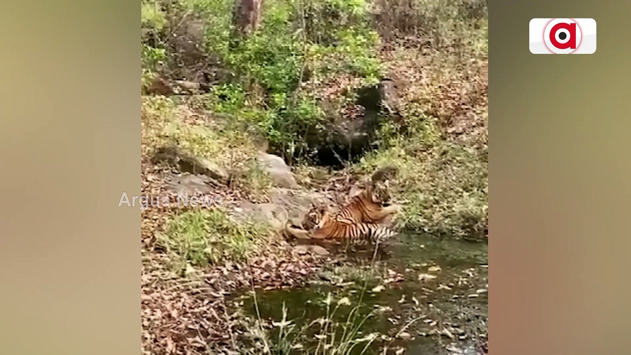 Satpura Tiger Reserve Becomes India’s Second Best Tiger Reserve