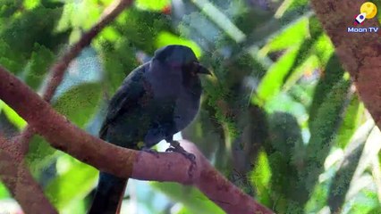 Mindfulness Music for Peace of Mind