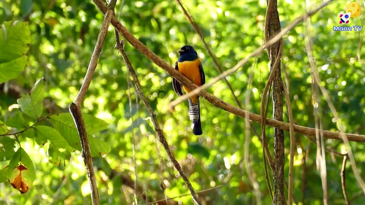 Soothing Music for Relaxation and Healing - video Dailymotion