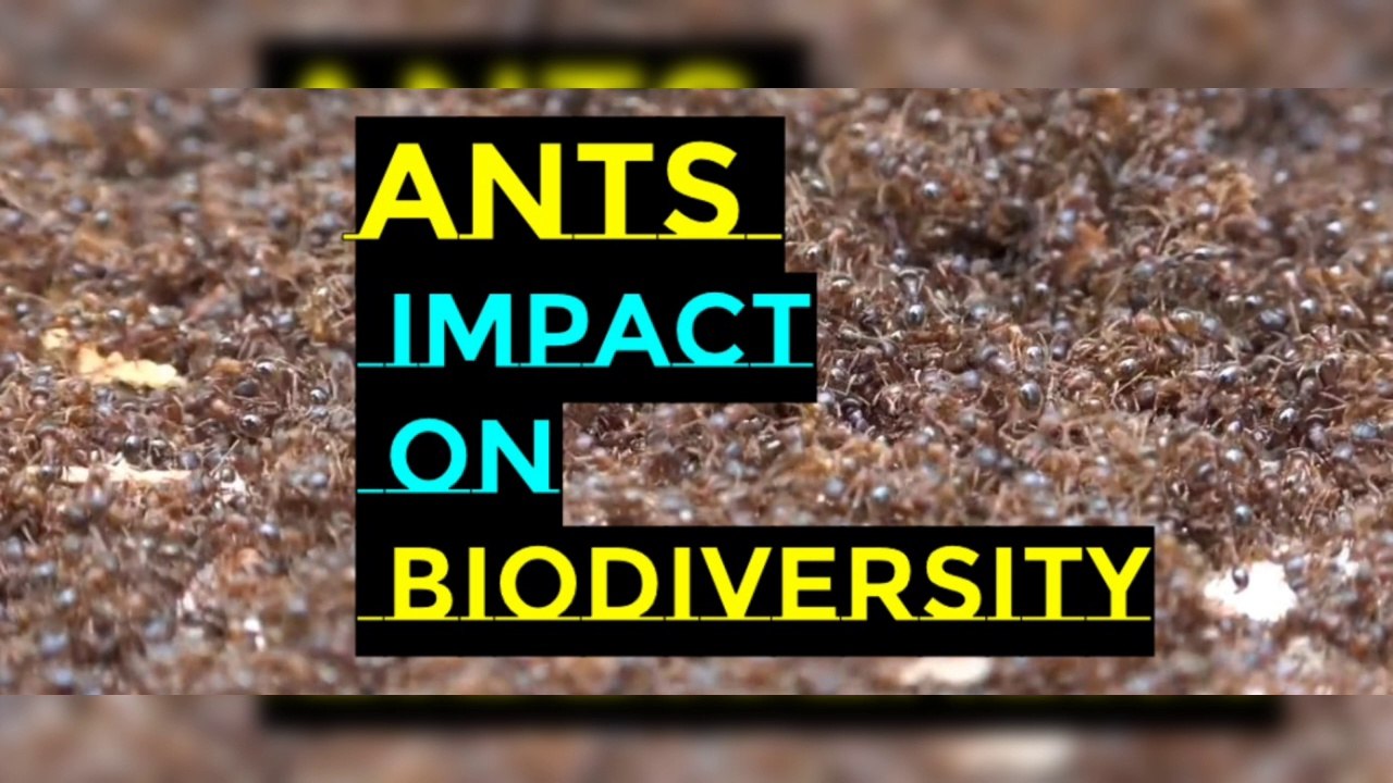 Ants and their impact on Biodiversity I Why Are Ants Important