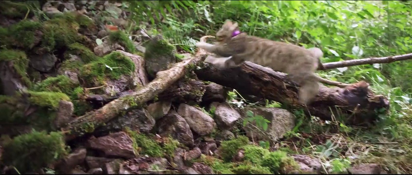 Lou - Abenteuer auf Samtpfoten Trailer DF