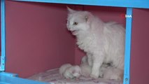 Van Kedi Villası'nda 20 anne kedi doğum yaptı