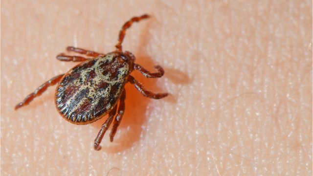 Travellers may be advised to get a new vaccine amid the rise of tick-borne virus: should we be worried?