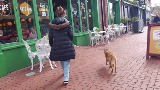 Dog-friendly day out in Lewes