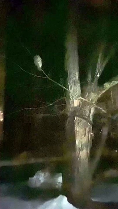 Owl Tries to Grab Parrot Through Window