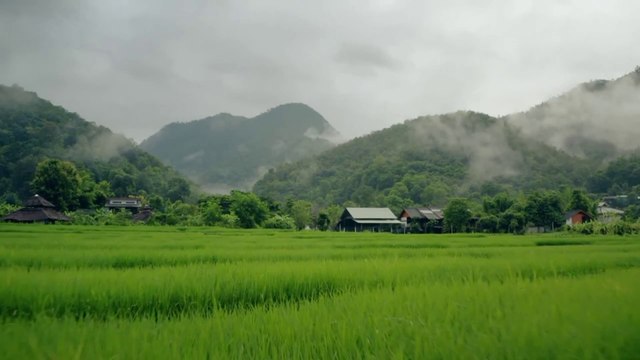 Nature Background Video | Free Nature Video No Copyright | Nature Stock Footage | Romance Post BD